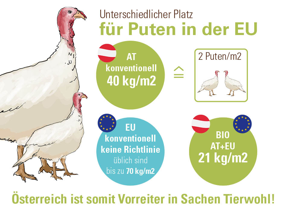 Blog Infografik Puten C Ama Marketing