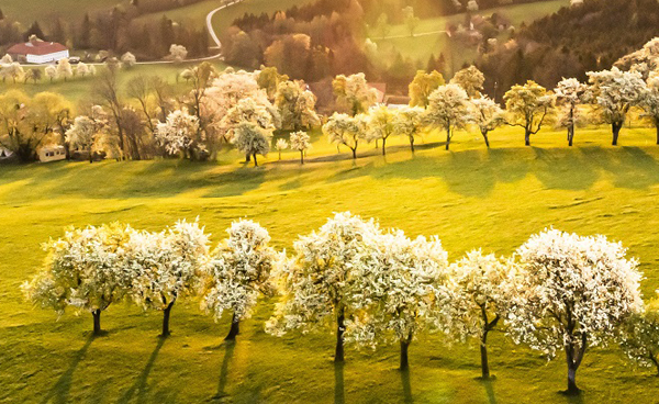 Mostviertler Birnbaumblüte © Robert Herbst