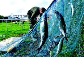 Welchen Fisch Soll Man Essen