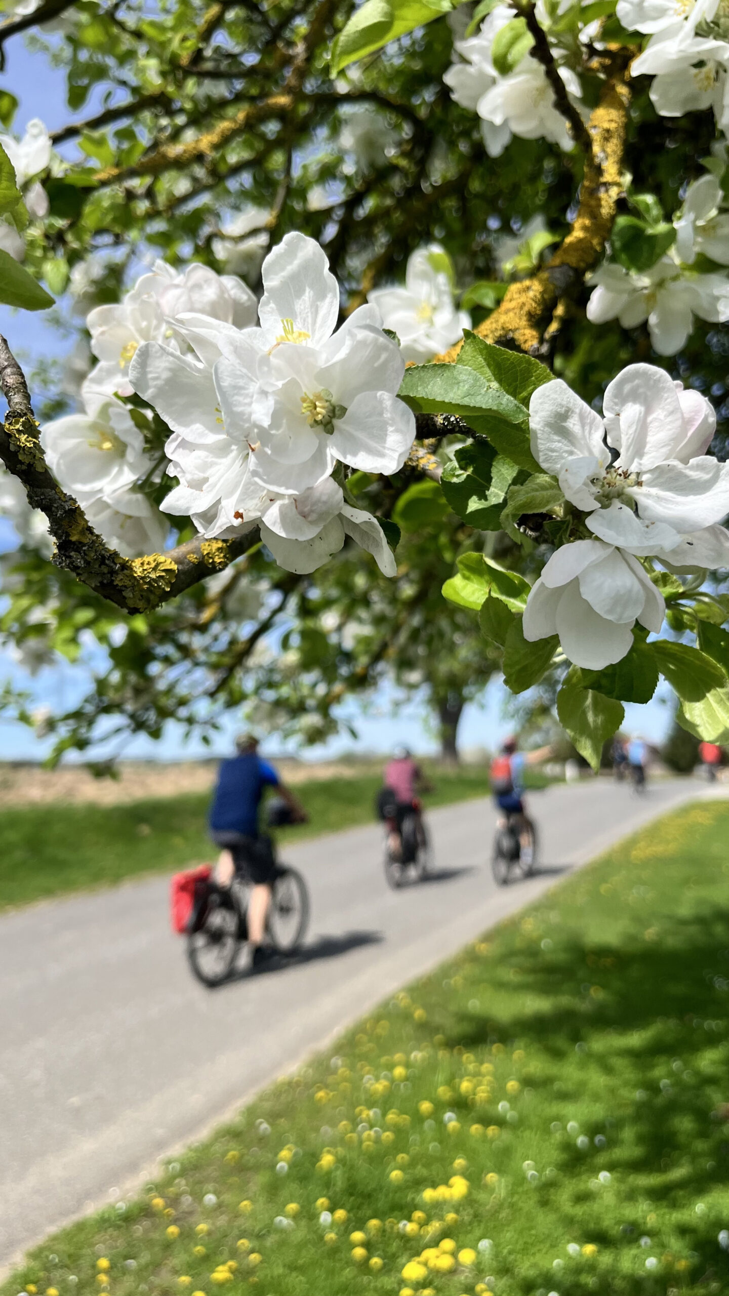 Blüte Nah Plus Radfahrer © David Prieschl