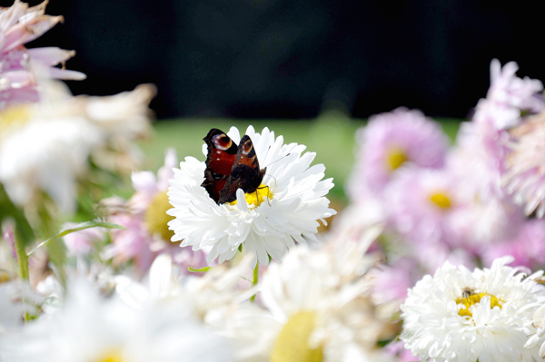 Blog Foto 3
Die Schönheit der Natur kann Hochsensible zu Tränen rühren.
© Silvia Wagner